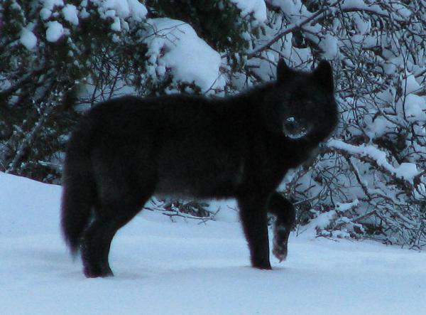 Photo of Canis lupus by Aaron Baldwin